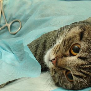 Chirurgie voor kat, hond of konijn bij Dierenkliniek de Vijfsprong.