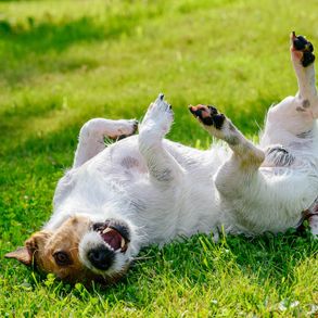 Kom naar Dierenkliniek de Vijfsprong voor chiropractie ter genezing van uw hond.