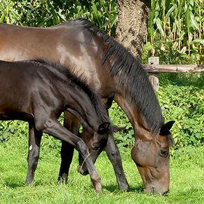 Gynaecologische begeleiding voor uw paard op de Veluwe.