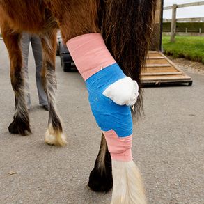 Is er een operatie nodig voor het welzijn van uw paard? Dierenkliniek de Vijfsprong voert hem voor u uit.