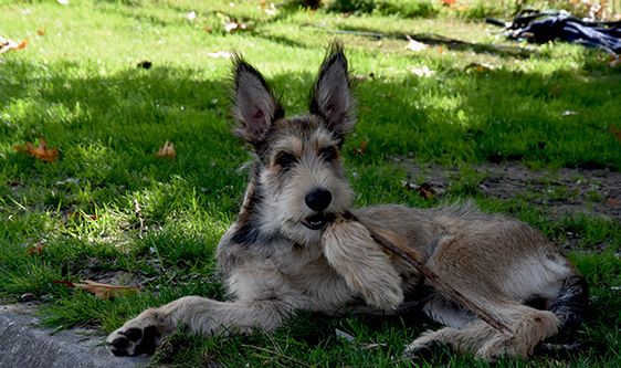 Een zieke kat of hond is in Hoenderloo of Lunteren vaak snel weer beter.