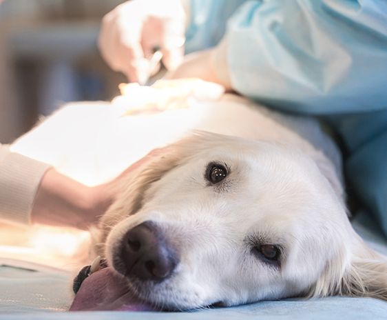 Chirurgie voor kat, hond of konijn bij Dierenkliniek de Vijfsprong.