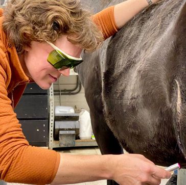 Ontmoet de medewerkers van onze dierenkliniek voor paarden en gezelschapsdieren.