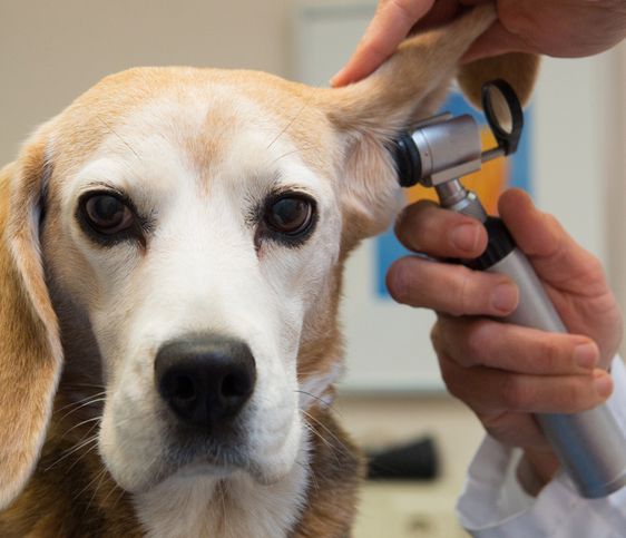 Een zieke kat of hond is in Hoenderloo of Lunteren vaak snel weer beter.