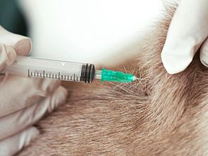 In Hoenderloo en Lunteren kunt u uw huisdier laten chippen, vaccineren en ontwormen.