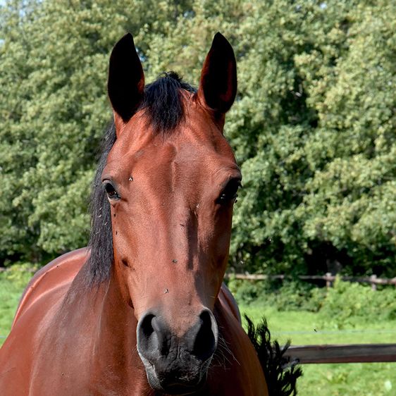 Laat uw paard regelmatig nakijken door Dierenkliniek de Vijfsprong op de Veluwe.