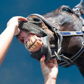 Een aan te kopen paard moet je goed in de bek kijken.