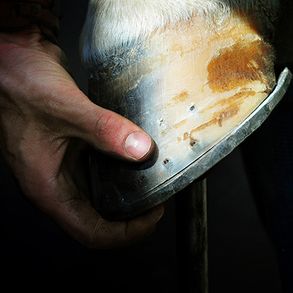 Aan- en verkoopkeuring bij de paardenkliniek in Wekerom.