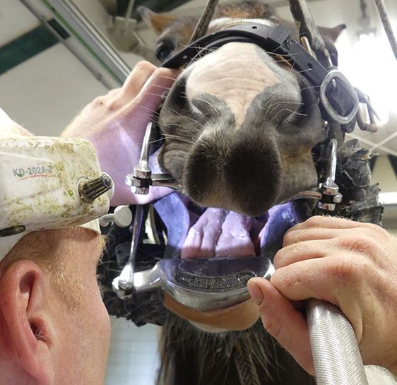 Een aan te kopen paard moet je goed in de bek kijken.