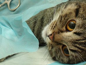 Chirurgie voor kat, hond of konijn bij Dierenkliniek de Vijfsprong.