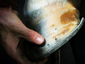 Aan- en verkoopkeuring bij de paardenkliniek in Wekerom.