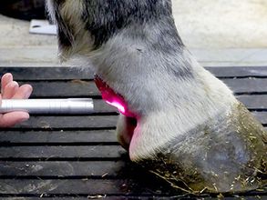 Dierenkliniek de Vijfsprong bevordert genezing van letsel van uw paard door middel van lasertherapie. 