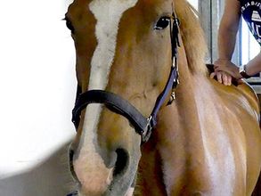 Diverse behandelingen voor paarden, zoals chiropractie, dry needling, mesotherapie en sportpaardenbegeleiding. 