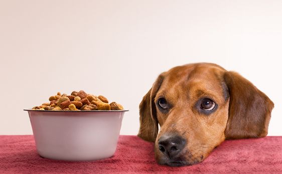 Meer weten? Neem contact op met Dierenkliniek de Vijfsprong in Wekerom, Lunteren of Hoendeloo.