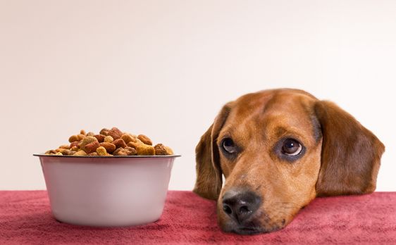 Meer weten? Neem contact op met Dierenkliniek de Vijfsprong in Wekerom, Lunteren of Hoendeloo.