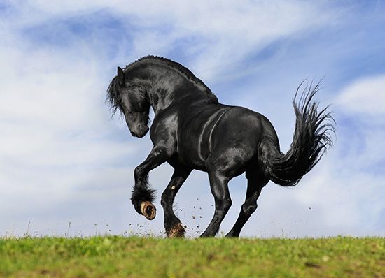 Is er een operatie nodig voor het welzijn van uw paard? Dierenkliniek de Vijfsprong voert hem voor u uit.