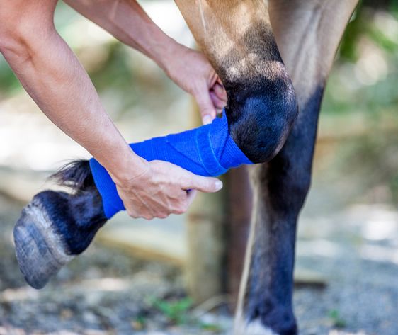 Dierenwelzijn is de kern van goed dierenartsschap. 