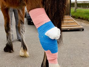 Is er een operatie nodig voor het welzijn van uw paard? Dierenkliniek de Vijfsprong voert hem voor u uit.