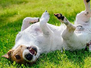 Een zieke kat of hond is in Hoenderloo of Lunteren vaak snel weer beter.