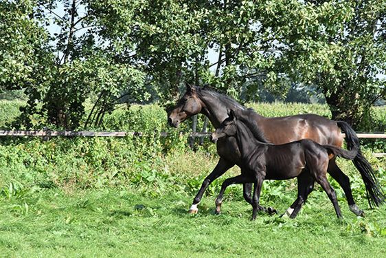 Gynaecologische begeleiding voor uw paard op de Veluwe.